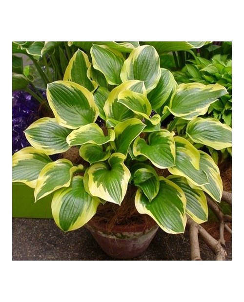 Hosta ‘Queen Josephine’ – Funkia