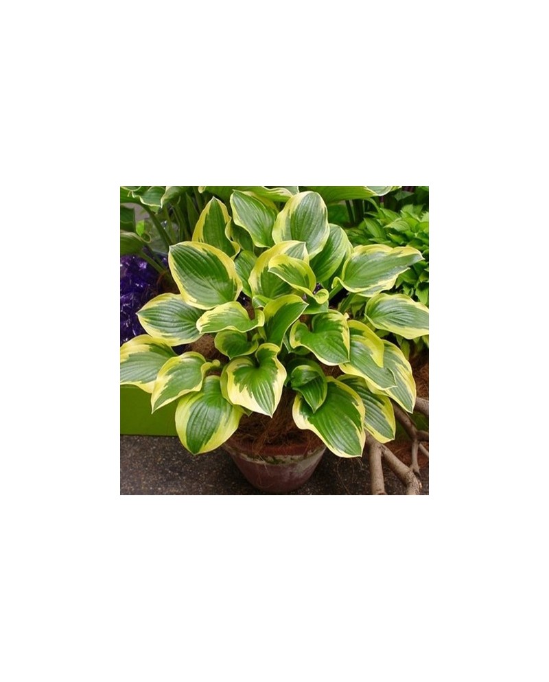 Hosta ‘Queen Josephine’ – Funkia