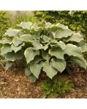 Hosta 'Regal Splendor' - Funkia