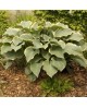 Hosta 'Regal Splendor' - Funkia