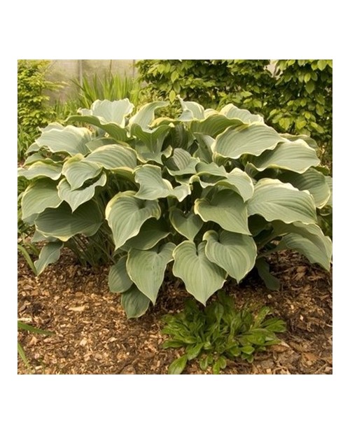 Hosta 'Regal Splendor' - Funkia