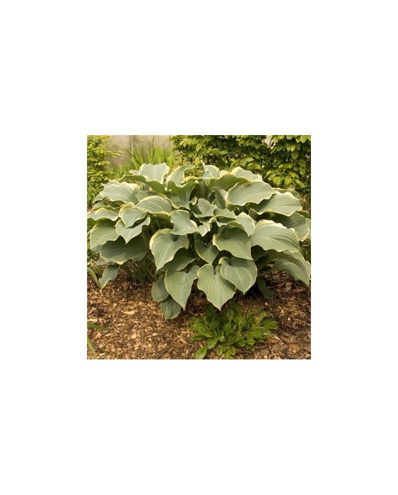 Hosta 'Regal Splendor' - Funkia