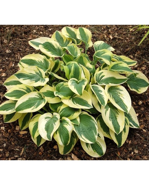Hosta 'Wide Brim' - Funkia