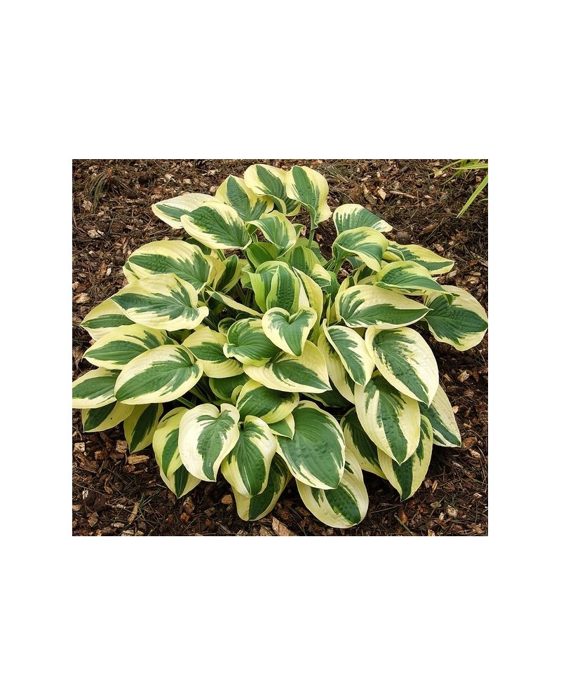 Hosta 'Wide Brim' - Funkia