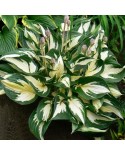 Hosta 'Fire and Ice' - Funkia
