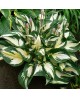Hosta 'Fire and Ice' - Funkia