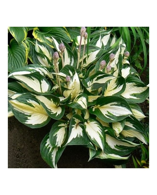 Hosta 'Fire and Ice' - Funkia