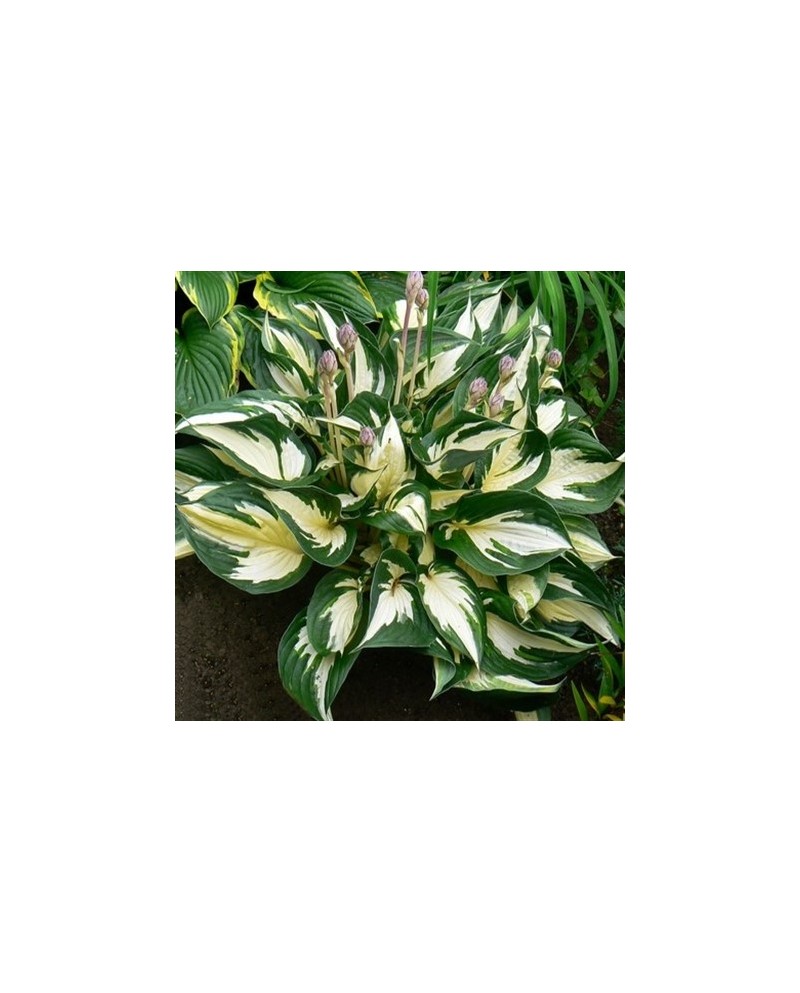 Hosta 'Fire and Ice' - Funkia