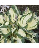 Hosta 'Hans' - Funkia