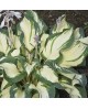 Hosta 'Hans' - Funkia