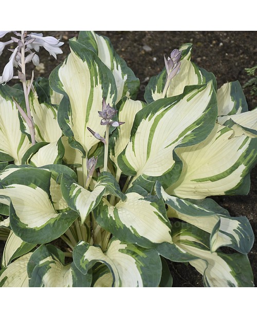 Hosta 'Hans' - Funkia