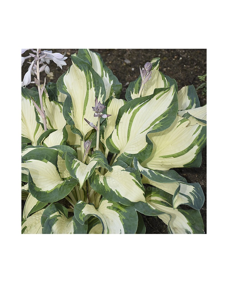 Hosta 'Hans' - Funkia