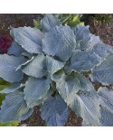 Hosta 'Diamond Lake' - Funkia