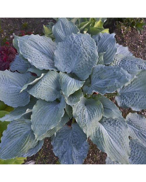 Hosta 'Diamond Lake' - Funkia