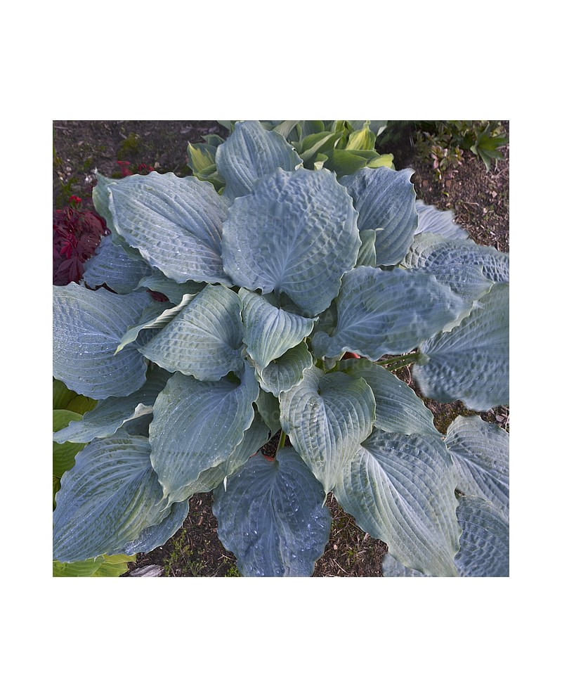 Hosta 'Diamond Lake' - Funkia