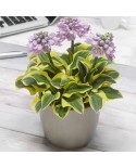 Hosta 'Mighty Mouse' - Funkia