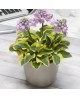 Hosta 'Mighty Mouse' - Funkia