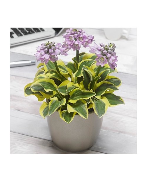 Hosta 'Mighty Mouse' - Funkia