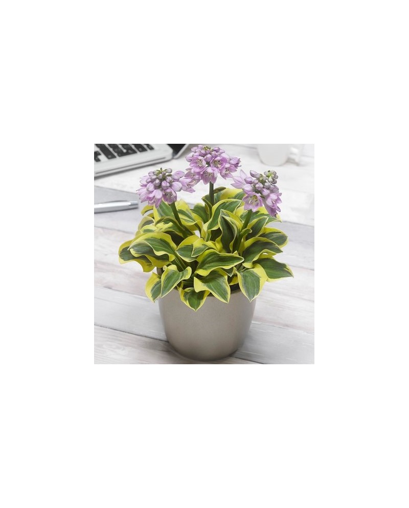 Hosta 'Mighty Mouse' - Funkia