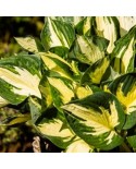 Hosta 'Colored Hulk' - Funkia