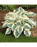 Hosta 'Firn Line' - Funkia