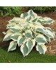 Hosta 'Firn Line' - Funkia