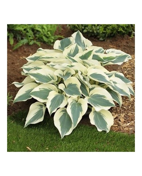 Hosta 'Firn Line' - Funkia