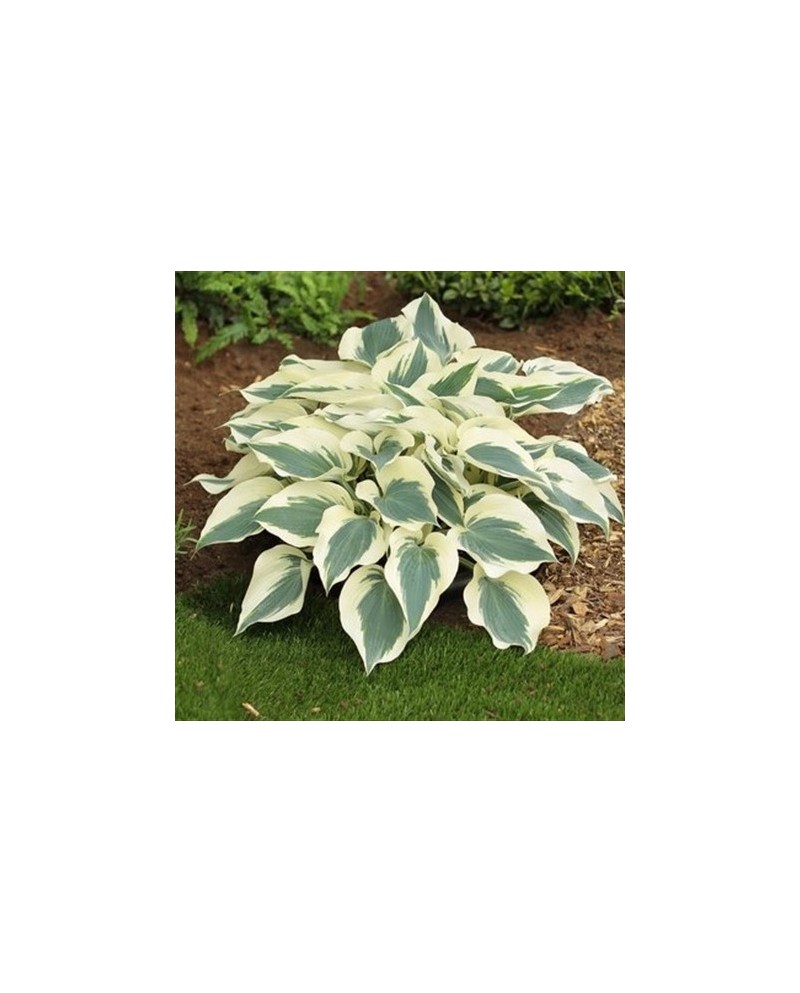 Hosta 'Firn Line' - Funkia
