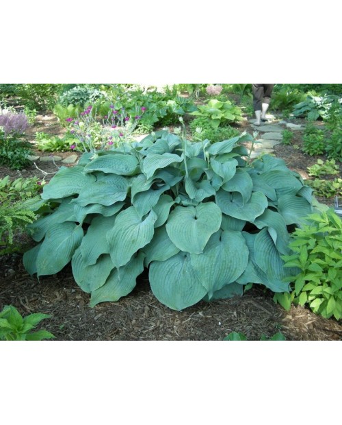 Hosta 'Blue Mammoth' - Funkia