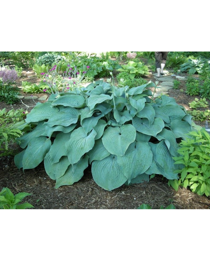 Hosta 'Blue Mammoth' - Funkia