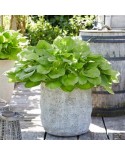 Hosta 'Banana Kid' - Funkia
