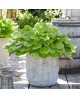 Hosta 'Banana Kid' - Funkia