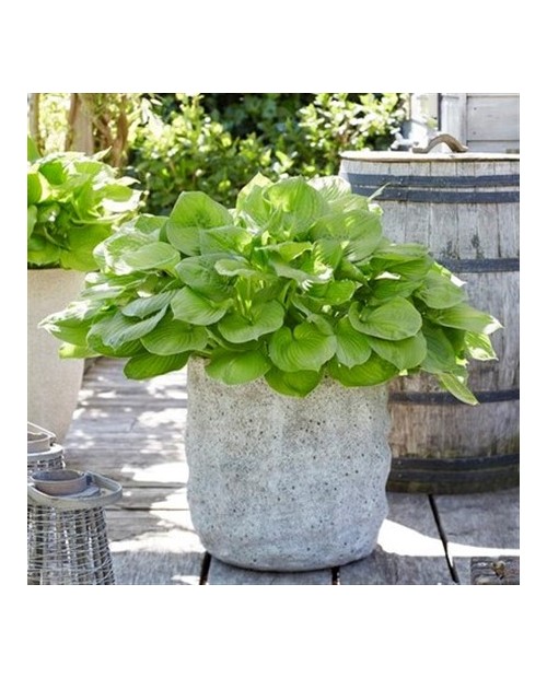 Hosta 'Banana Kid' - Funkia