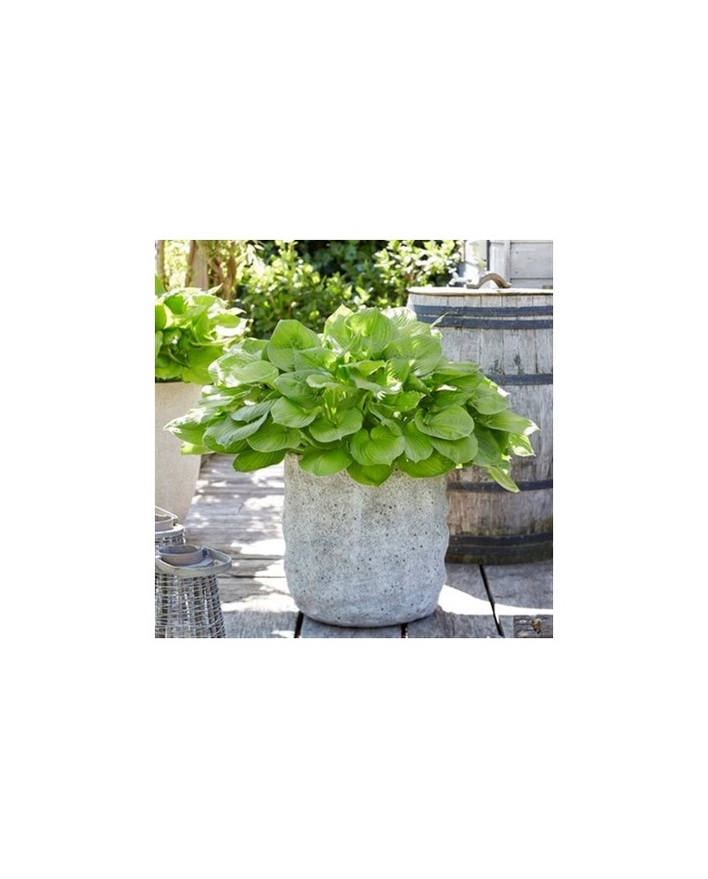 Hosta 'Banana Kid' - Funkia