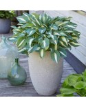 Hosta 'Pin Up' - Funkia