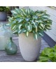 Hosta 'Pin Up' - Funkia
