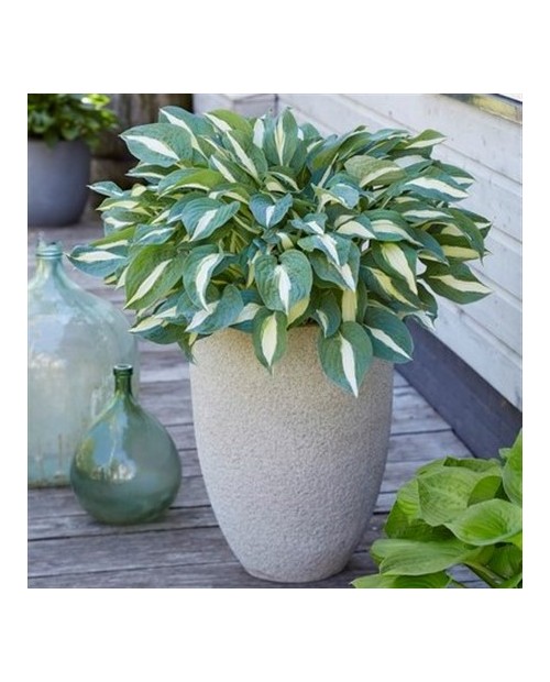 Hosta 'Pin Up' - Funkia