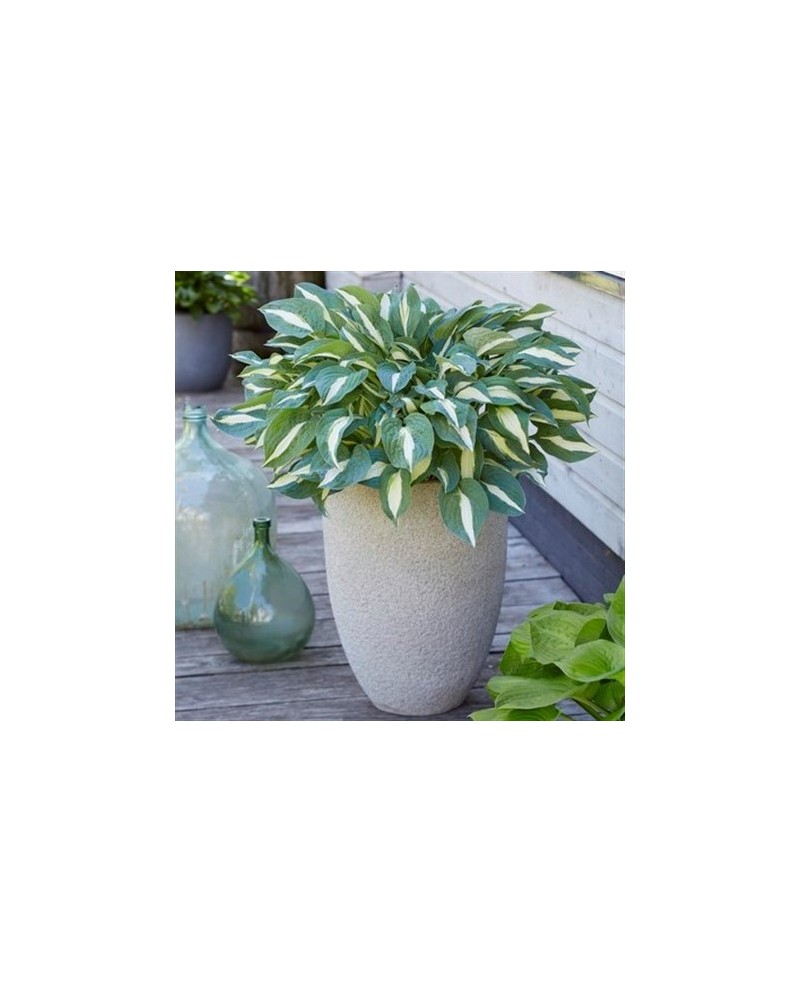 Hosta 'Pin Up' - Funkia