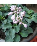 Hosta 'Blue Mouse Ears' - Funkia