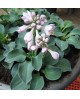 Hosta 'Blue Mouse Ears' - Funkia