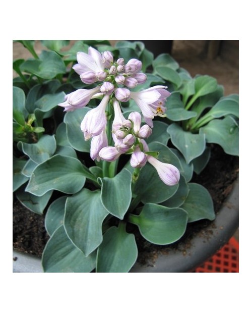 Hosta 'Blue Mouse Ears' - Funkia