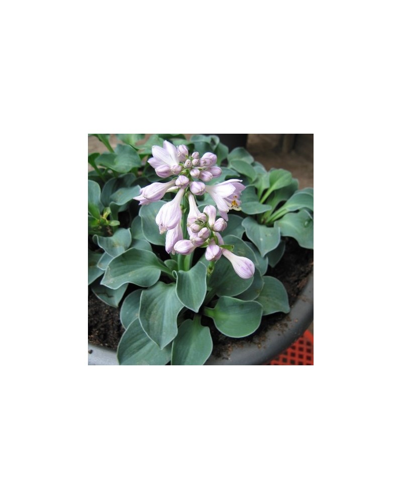 Hosta 'Blue Mouse Ears' - Funkia
