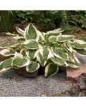 Hosta 'Patriot' - Funkia