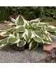 Hosta 'Patriot' - Funkia