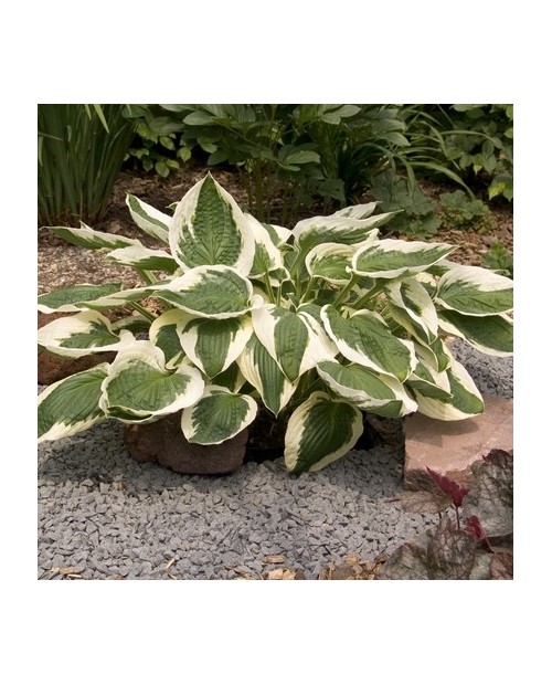 Hosta 'Patriot' - Funkia