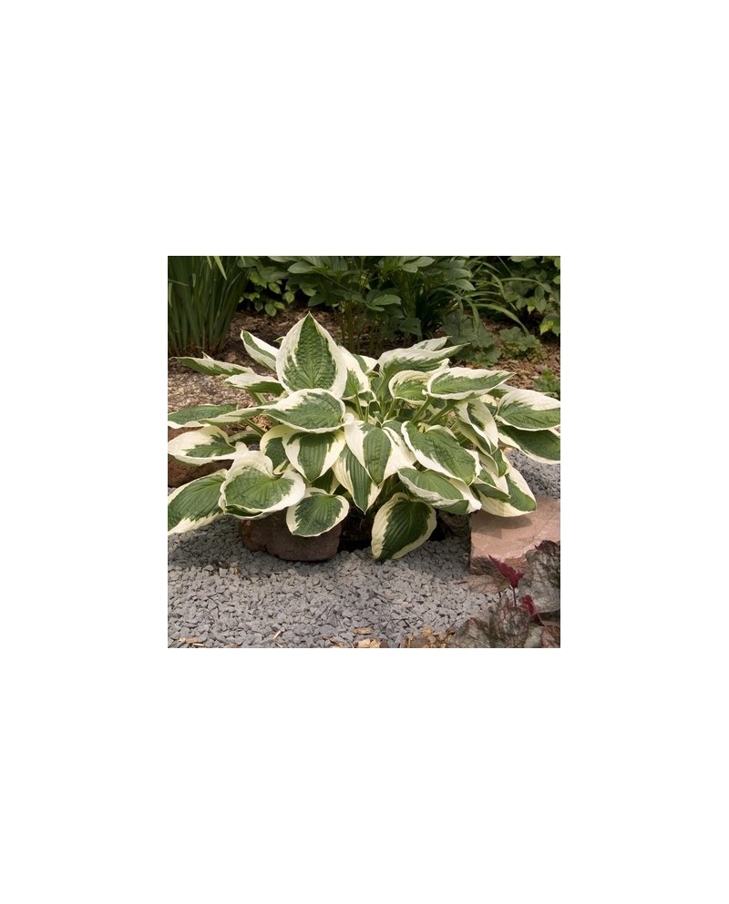 Hosta 'Patriot' - Funkia