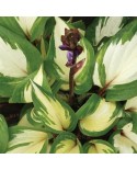 Hosta 'Raspberry Sundae' - Funkia