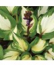 Hosta 'Raspberry Sundae' - Funkia