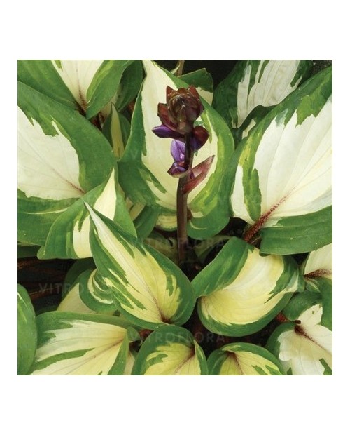 Hosta 'Raspberry Sundae' - Funkia