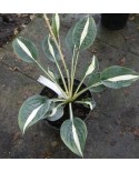 Hosta 'Whirly Pop' - Funkia